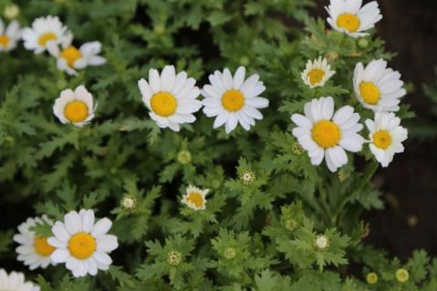 白晶菊是多年生吗