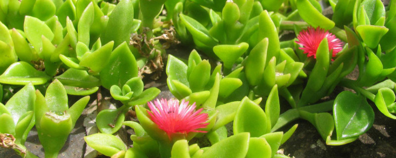 心叶日中花怎么爆盆（心叶日中花用什么盆）