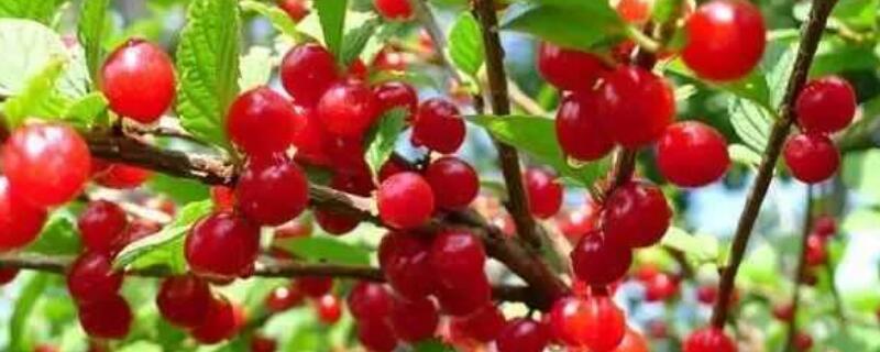 樱桃种能吃吗（樱桃种子可以种吗怎么种）
