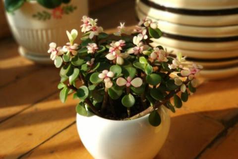 金枝玉叶放屋里有什么危害