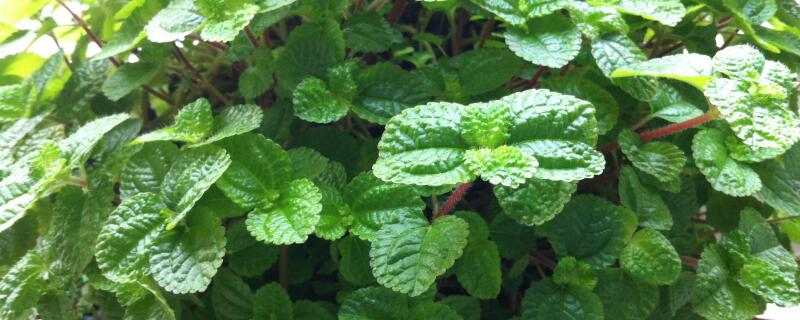 薄荷驱蚊子吗（薄荷 驱蚊吗）