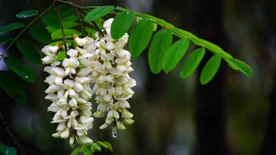 槐树花有毒吗 国槐花的功效与作用图片