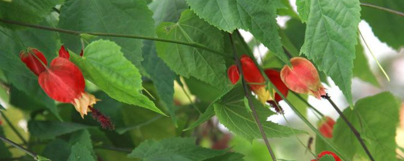 蔓性风铃花叶子打卷 蔓性风铃花掉叶