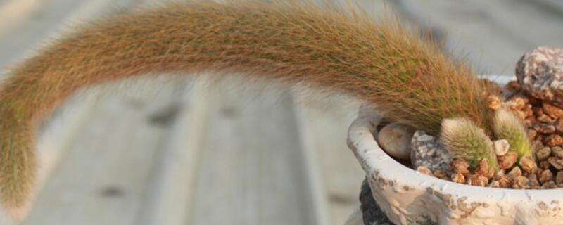 猴尾柱怎么不开花（猴尾柱为什么不开花）