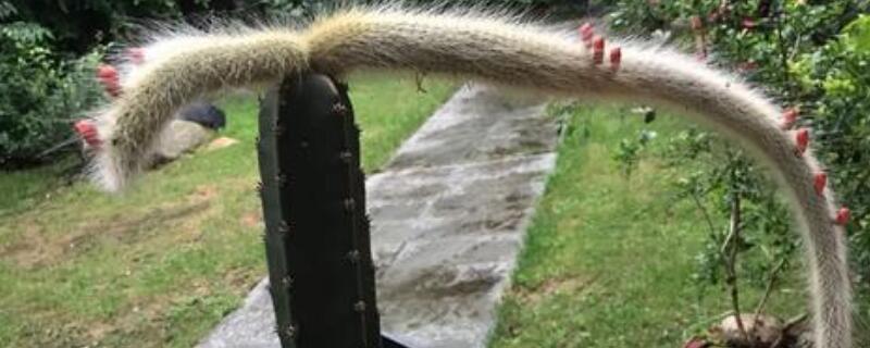 猴尾柱怎么扦插（猴尾柱怎么扦插视频）