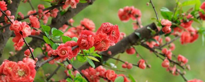 牡丹海棠怎么繁殖（牡丹海棠的养殖方法）