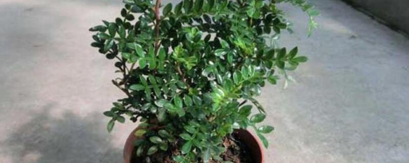 清香木开花吗（清香木开花吗?）