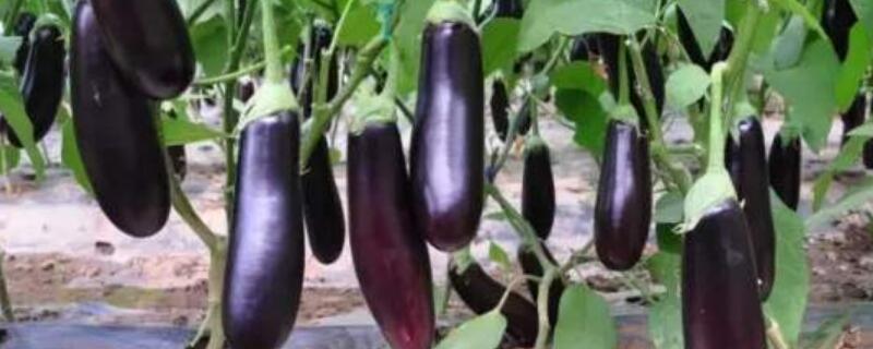 茄子叶子长锈斑怎么办 茄子叶片有锈斑是什么病?