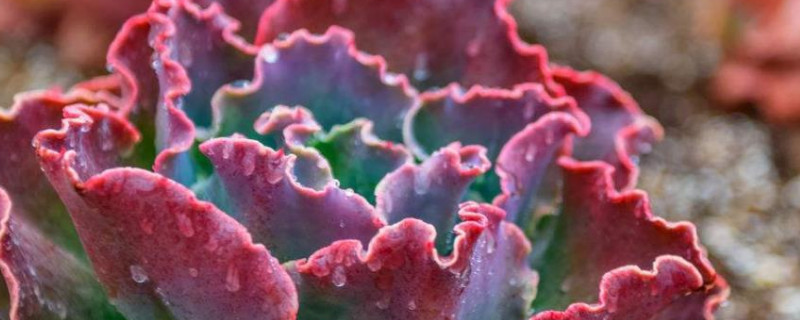 高砂之翁为什么老掉叶子（高砂之翁叶片边缘枯萎）