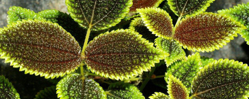 皱叶冷水花怎么修剪（皱叶冷水花好养吗）