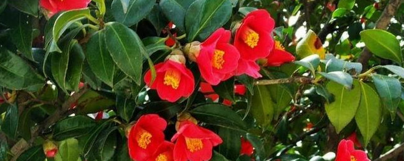 耐冬扦插方法 耐冬扦插方法图解