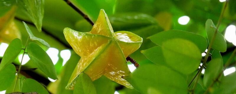 有助于消化的水果（有利于通便的水果）