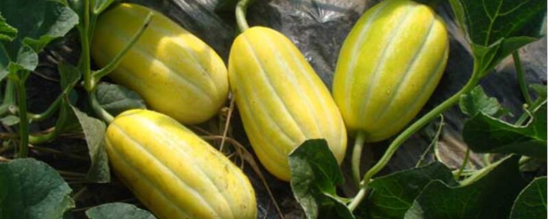 大棚怎么种香瓜（大棚怎么种香瓜视频）