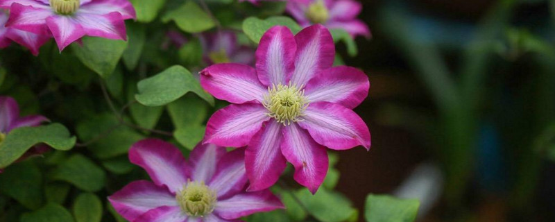 铁线莲什么时候换盆 铁线莲怎么养