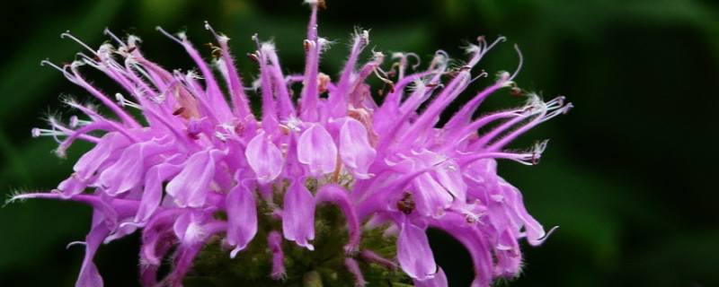 美国薄荷怎么种 美国薄荷怎么种植方法