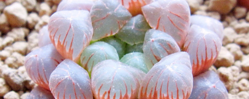 黑肌玉露怎么出锦 黑肌玉露怎么变黑