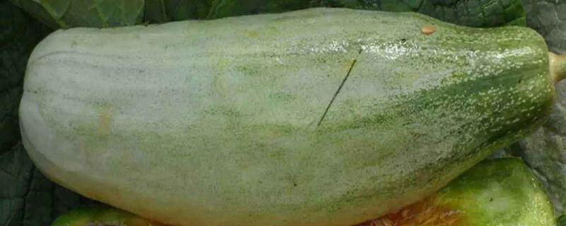 羊角蜜几月份成熟 羊角蜜几月份成熟上市