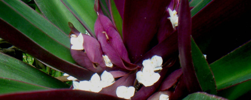 紫背万年青怎样扦插（紫背万年青如何扦插）