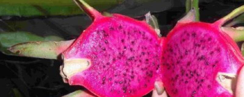 火龙果为什么不生根 火龙果不生根的原因