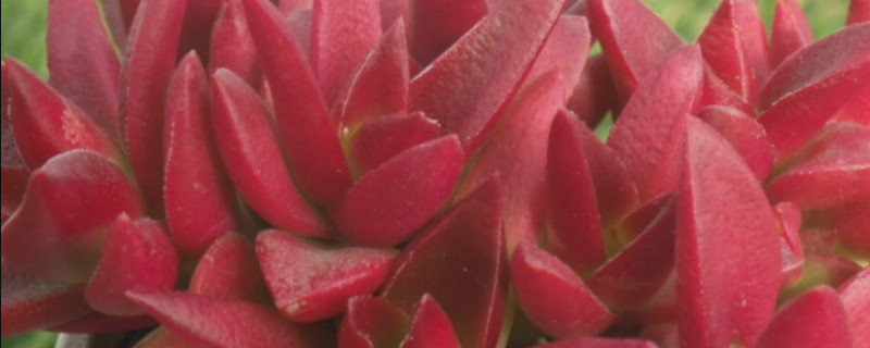 赤鬼城有毒吗 赤鬼城和火祭有毒