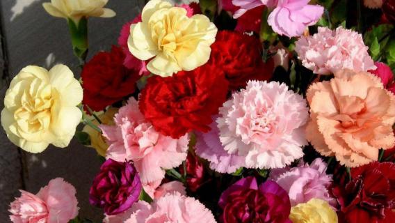 三八妇女节送什么花 公司三八妇女节送什么花