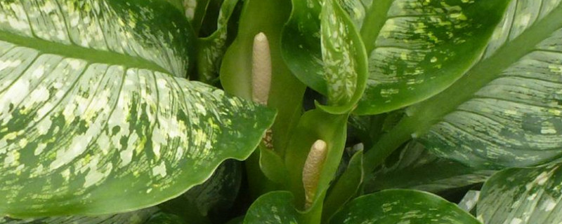 斑马叶万年青有毒吗（花叶斑马万年青有毒吗）