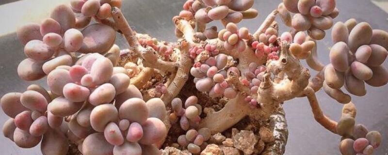 桃蛋和桃美人的区别 桃蛋和桃美人有什么区别