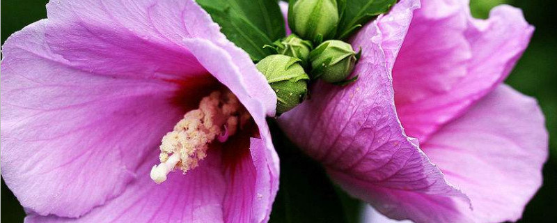 木槿花为什么花苞会掉（木槿花为什么花苞会掉落）