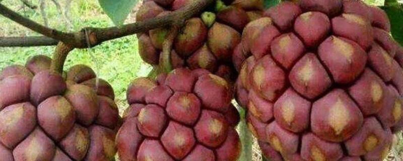 黑老虎种子多久才发芽（黑老虎种子多久才发芽呢）