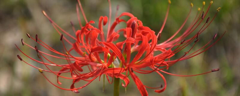 石蒜花有毒吗（石蒜花的寓意）