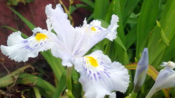 什么花代表友谊