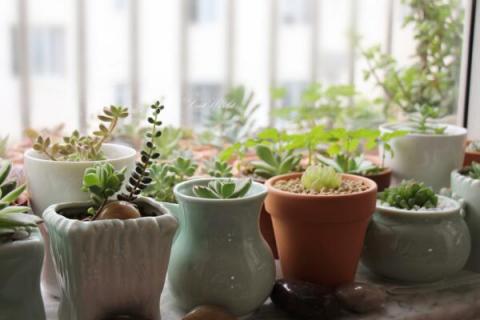 多肉的休眠期是什么时候