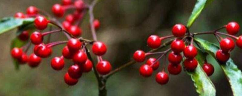 朱砂根花枯萎了怎么办 朱砂根开花后就掉了