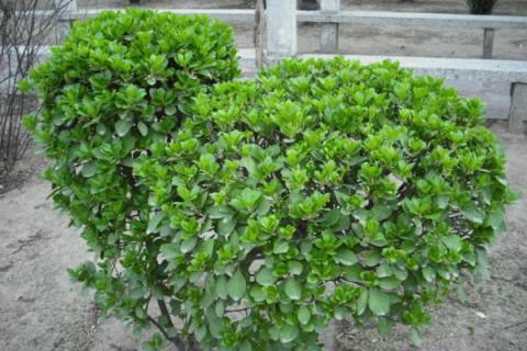 冬青卫矛和冬青的区别