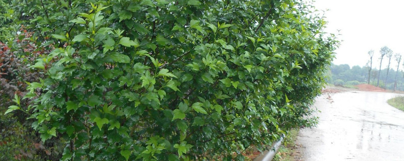 青枫树寓意（青枫的有何寓意）