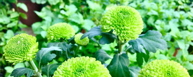 七彩果和人参果的区别 七彩果怎么吃