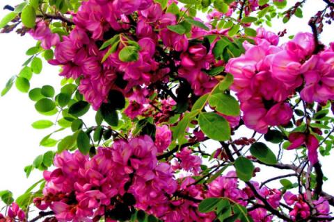 红色的槐树花可以吃吗