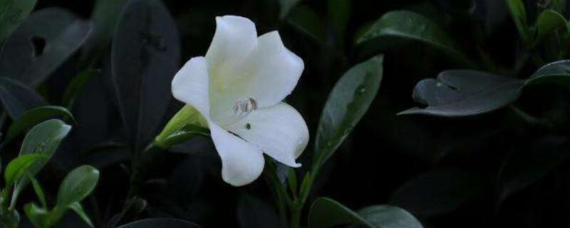 灰莉怎样做盆景 灰莉怎样做盆景视频