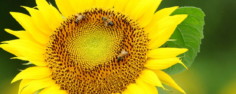 太阳花的象征意义（适合在客厅一年四季好养的植物）