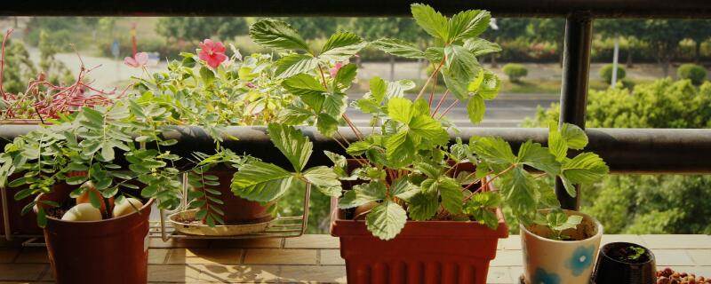 植物为什么要浇水 植物为什么要浇水才可以生长