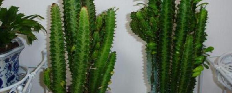 龙骨有毒吗家里能养吗（龙骨有毒吗,房间能放吗?）