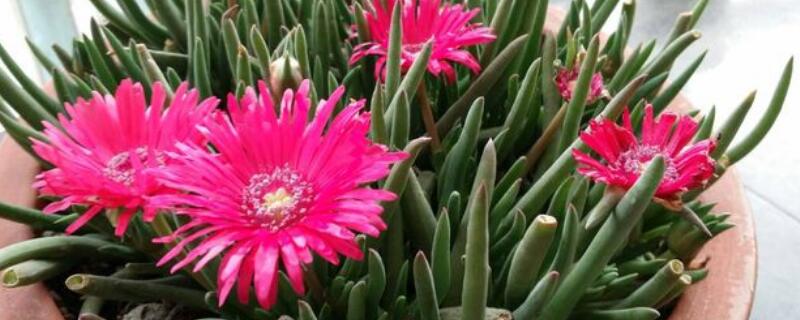 奔龙多肉植物有毒吗 奔龙多肉植物有毒吗能养吗