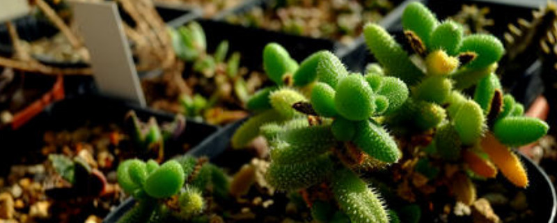 雷童怎么修剪 雷童子多肉怎样修剪