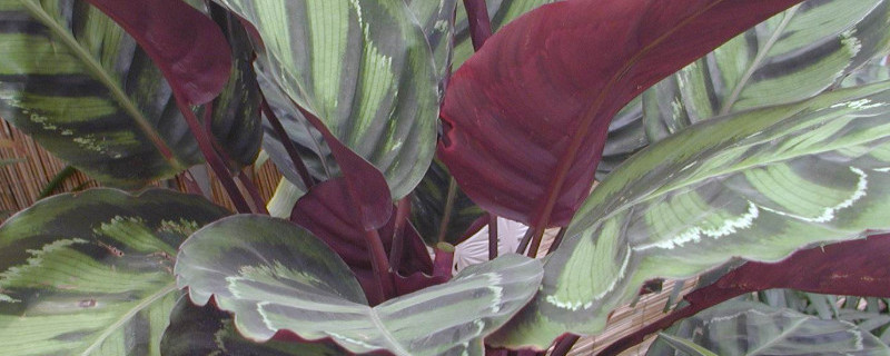 水培竹芋烂根怎么治（水培竹芋烂根怎么治好）