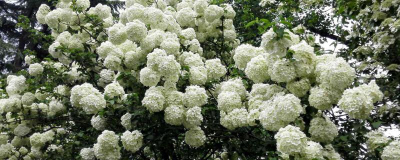 木本绣球有毒吗 木本绣球有毒吗?