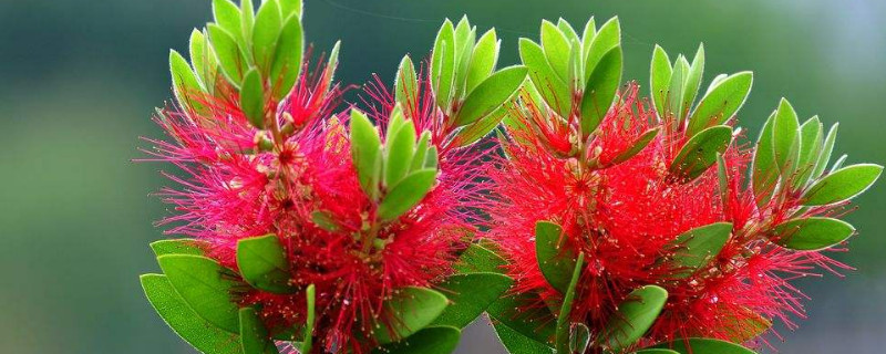 红千层怎么种植（红千层种植密度）