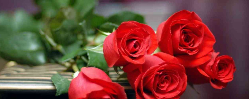情侣送什么花（刚确定关系的情侣送什么花）