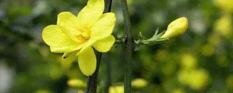 金钟花寓意（金钟花是什么）