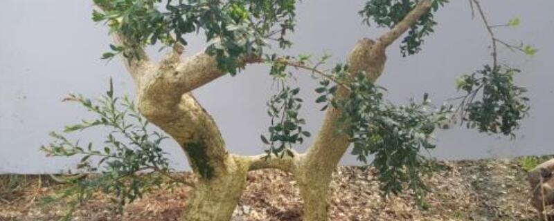 黄杨木沉水吗（黄杨木沉水吗|小叶黄杨木的比重计是多少）