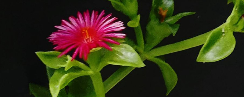 牡丹吊兰太长了怎么办 牡丹吊兰长的太长了怎么办